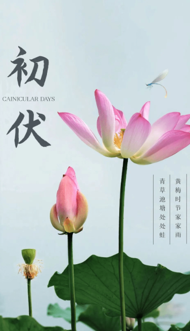 熱、熱、熱！入伏中……(圖1)
